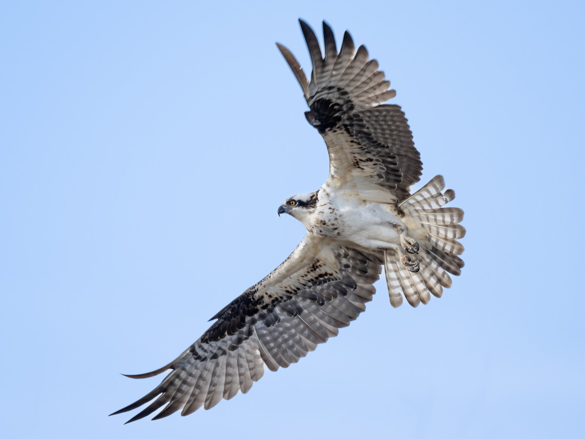 Скопа - ML646335270