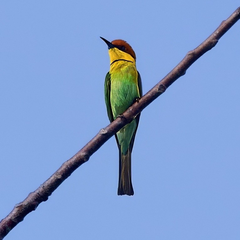 Буроголовая щурка - ML646335273