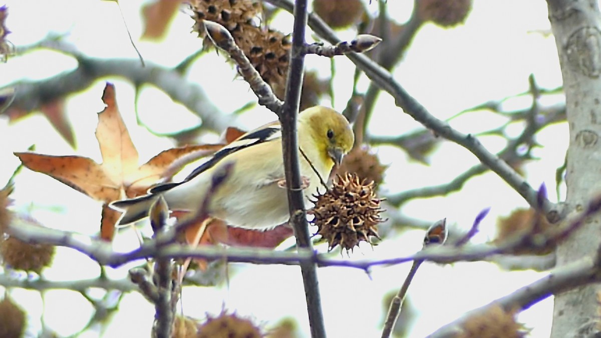 Американский чиж - ML646335274