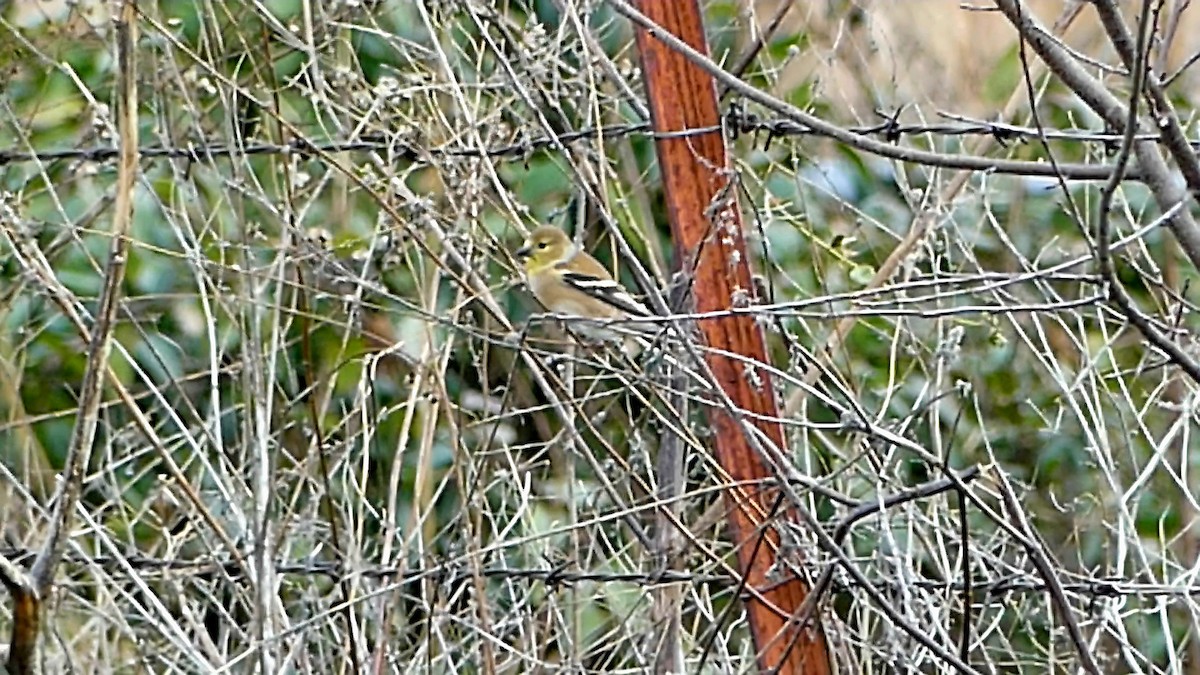 Американский чиж - ML646335275