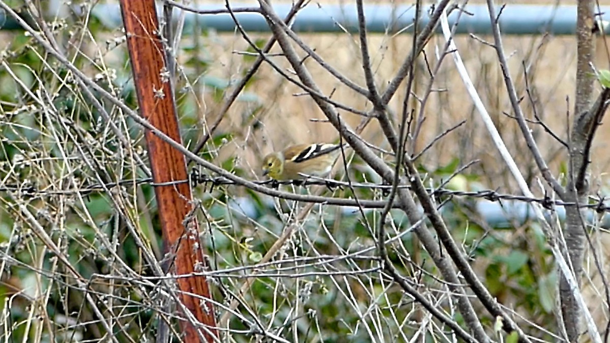 Американский чиж - ML646335276