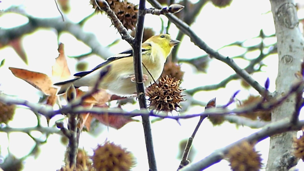 Американский чиж - ML646335277