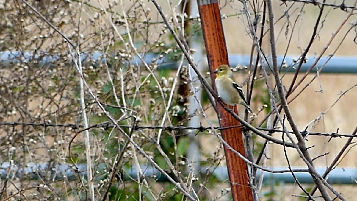 Американский чиж - ML646335278