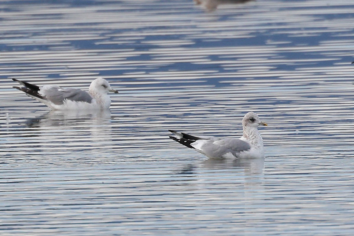 Short-billed Gull - ML646335283