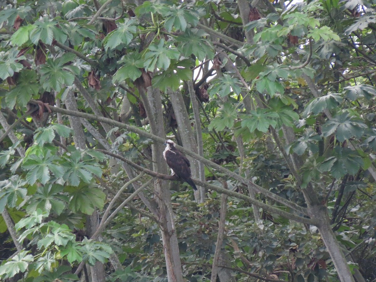 Скопа - ML646335288