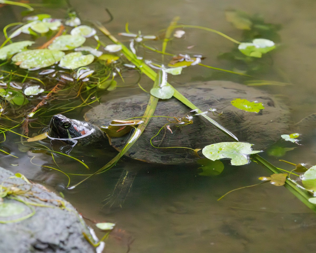 Red-eared Slider - ML646335290