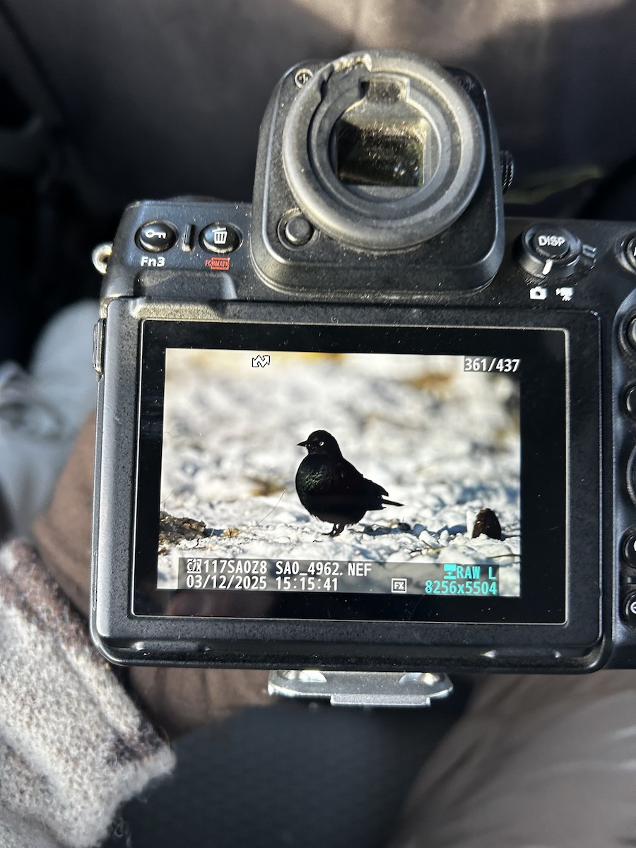 Пастбищный трупиал - ML646335293