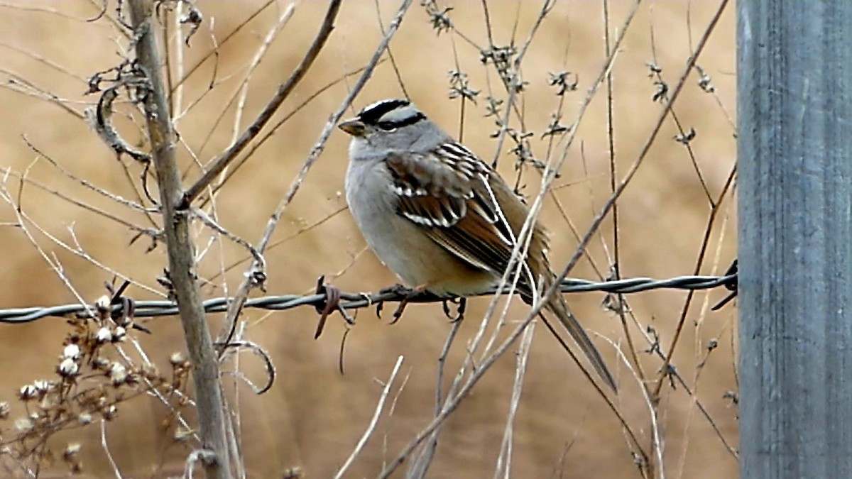 Белобровая овсянка - ML646335294