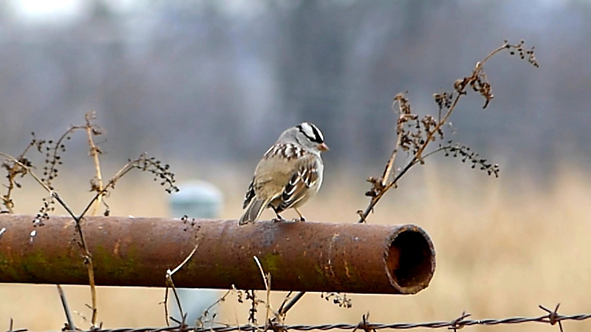 Белобровая овсянка - ML646335295