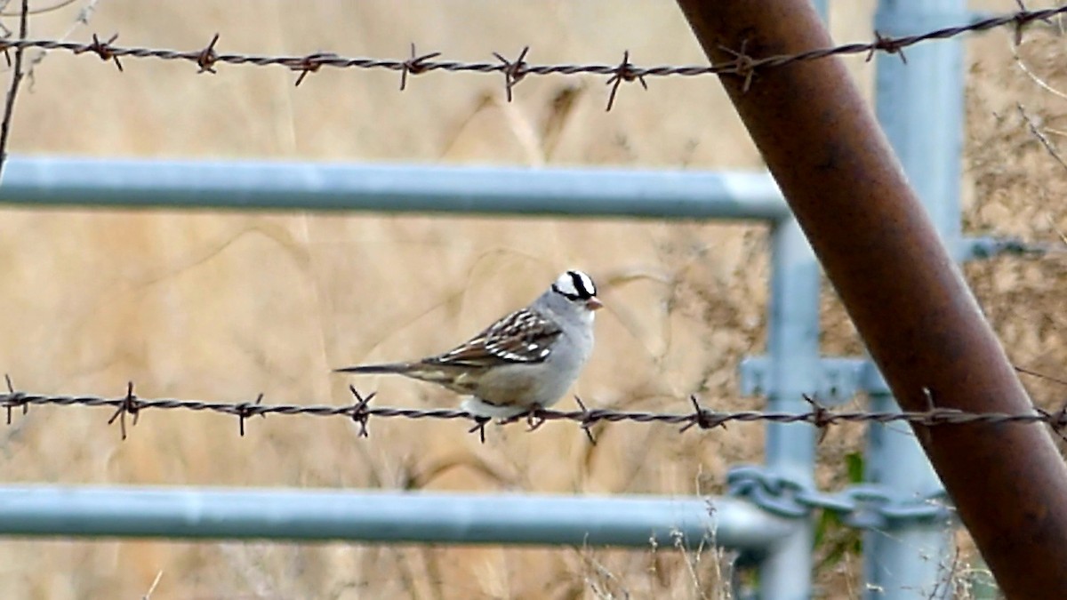 Белобровая овсянка - ML646335296