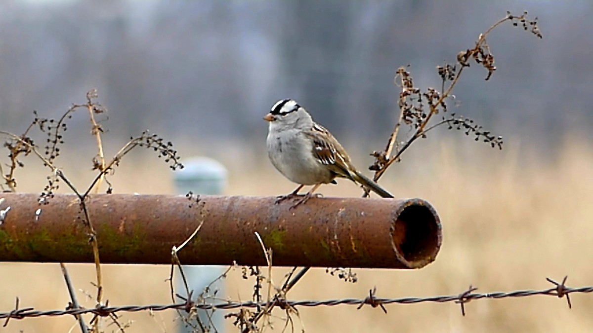 Белобровая овсянка - ML646335297