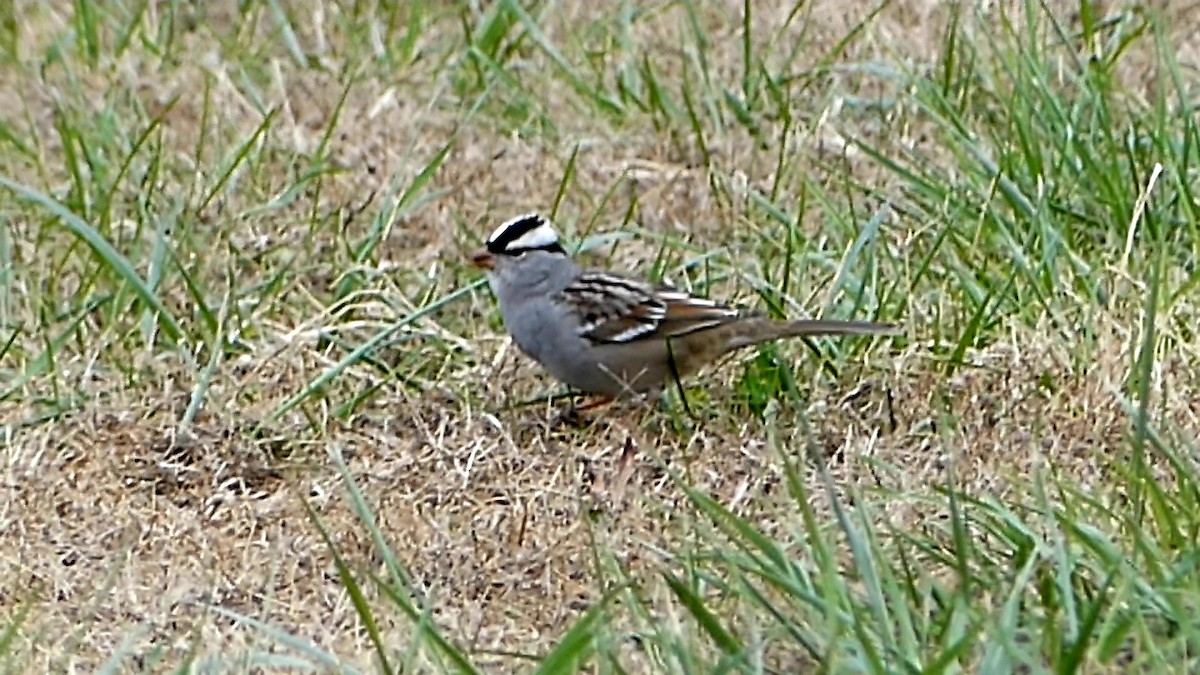 Белобровая овсянка - ML646335298