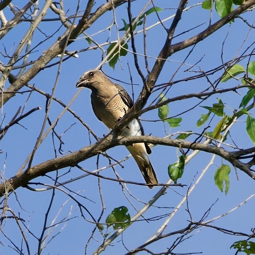 Oriental Cuckooshrike (Javan) - ML646335301