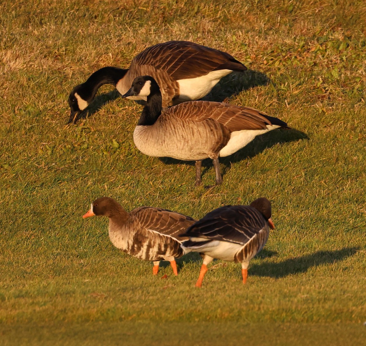 tundragås (gambelli/sponsa) - ML646335303