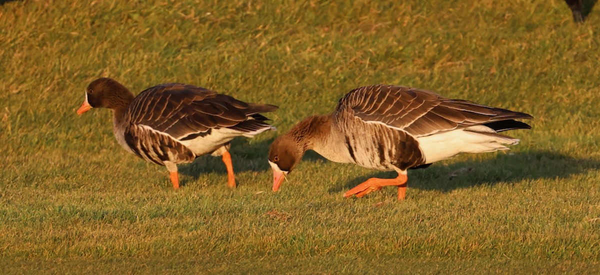 tundragås (gambelli/sponsa) - ML646335304