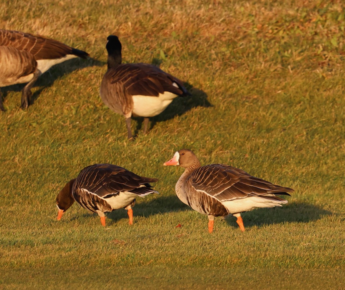 tundragås (gambelli/sponsa) - ML646335305