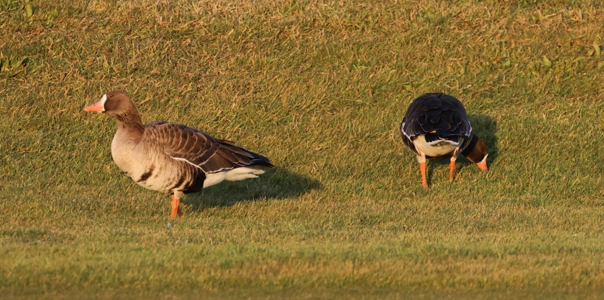 tundragås (gambelli/sponsa) - ML646335306