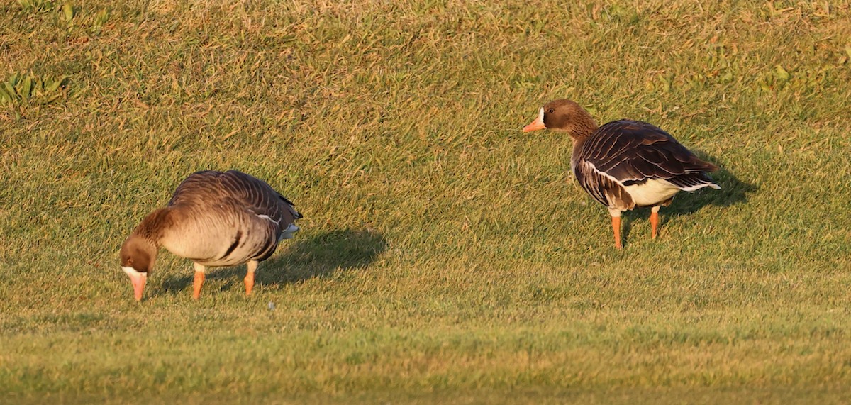 tundragås (gambelli/sponsa) - ML646335307