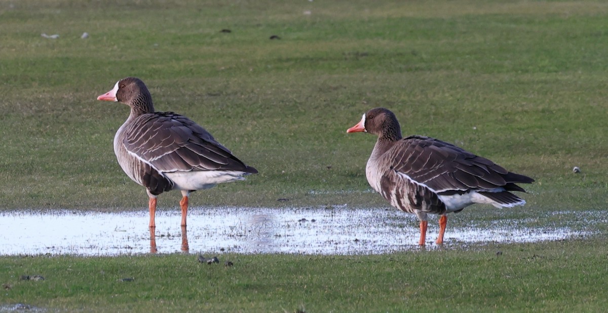 tundragås (gambelli/sponsa) - ML646335308