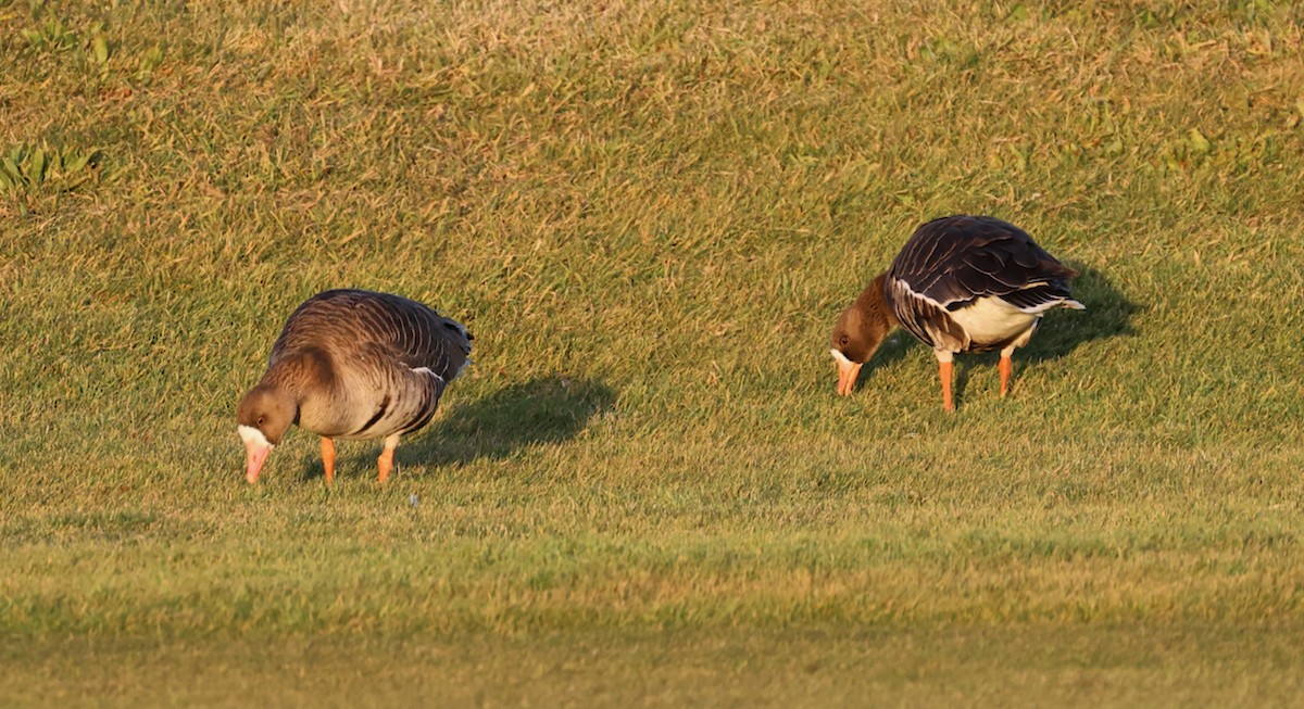 tundragås (gambelli/sponsa) - ML646335309