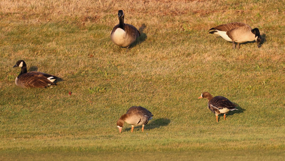 tundragås (gambelli/sponsa) - ML646335310