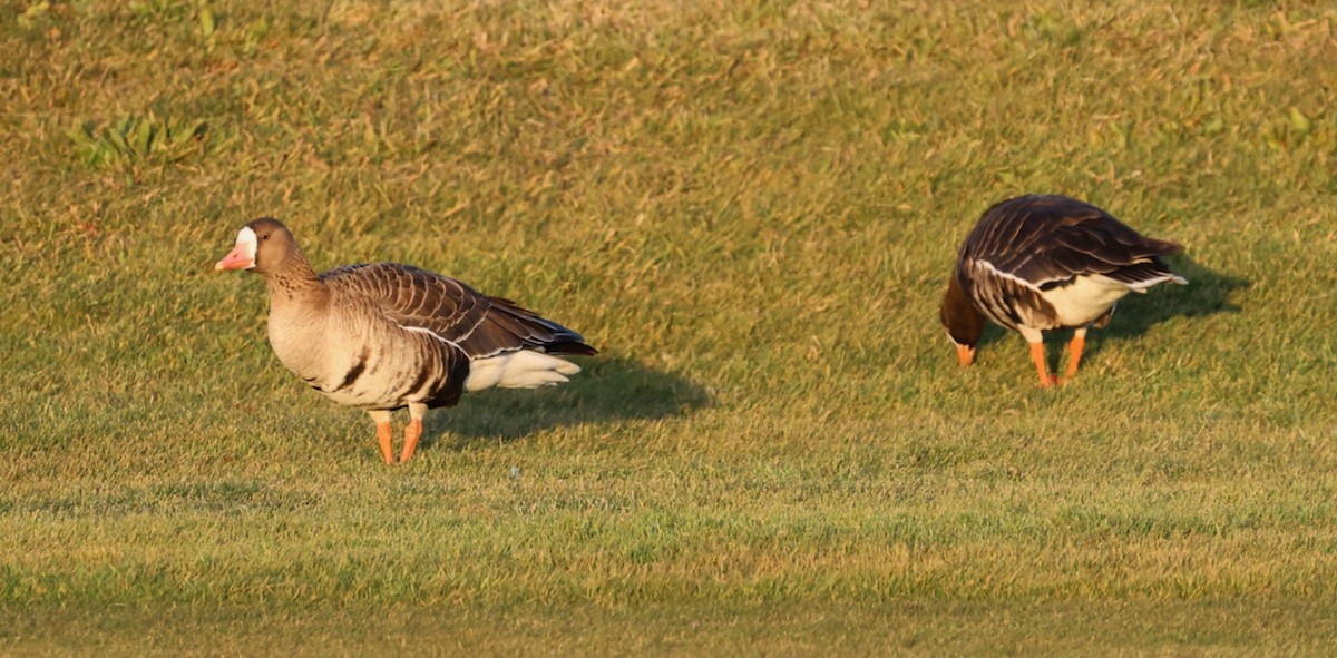 tundragås (gambelli/sponsa) - ML646335311