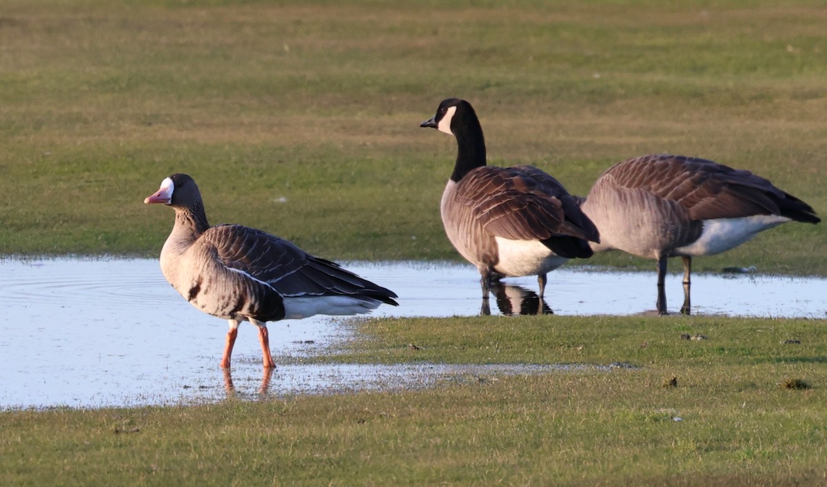 tundragås (gambelli/sponsa) - ML646335312