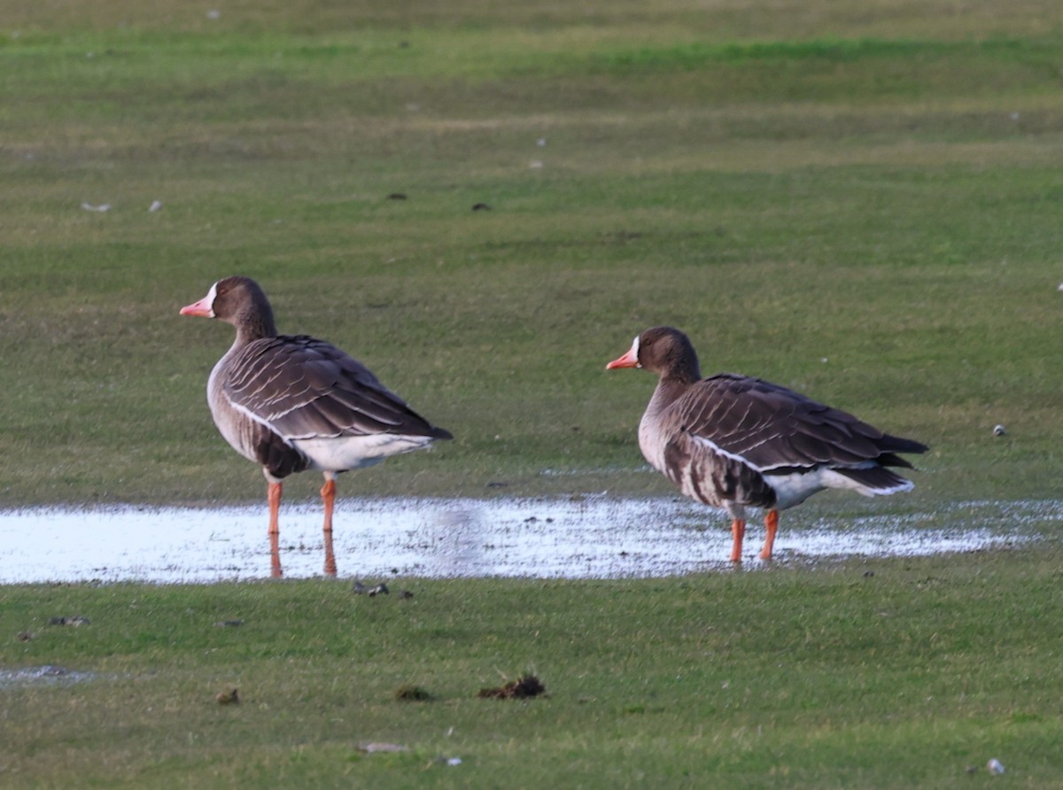 tundragås (gambelli/sponsa) - ML646335313