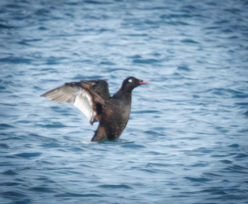 White-winged Scoter - ML646335315