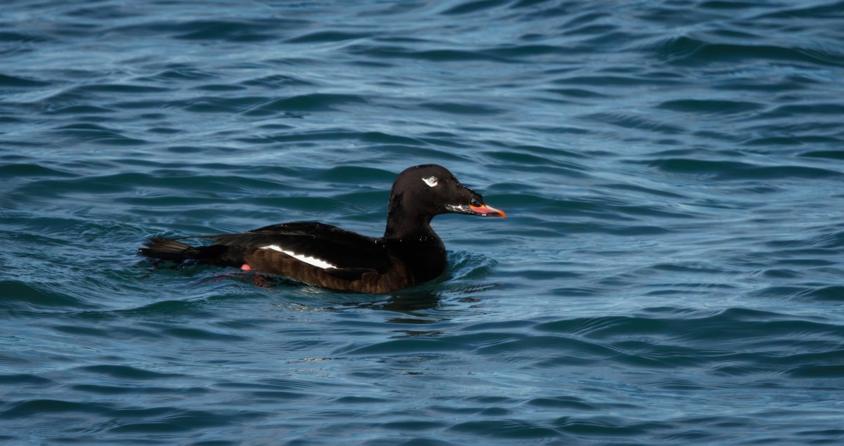 White-winged Scoter - ML646335316
