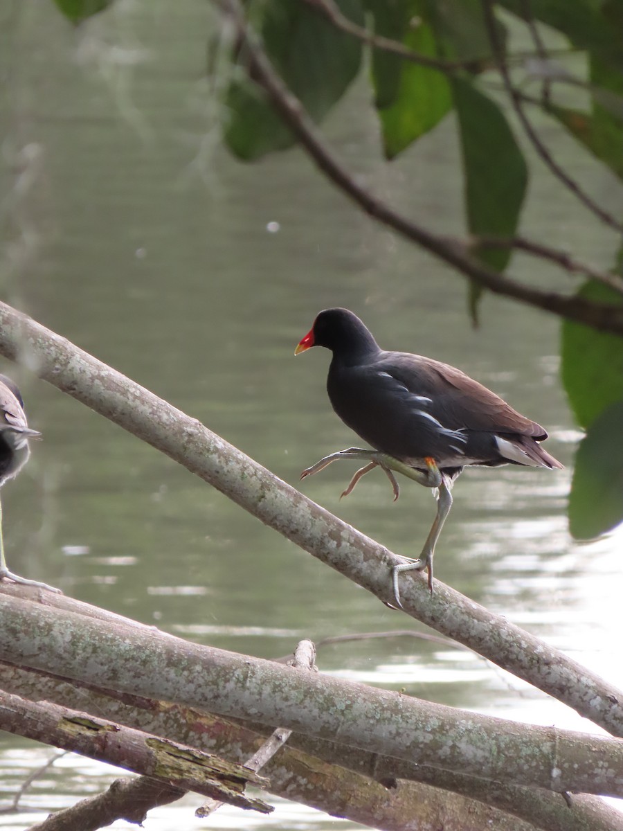 סופית אמריקנית - ML646335318