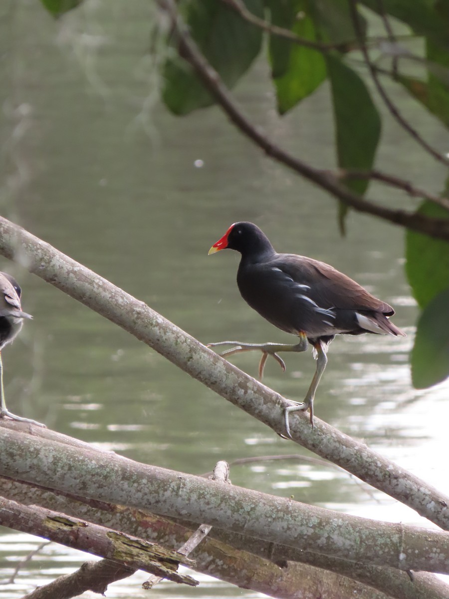 סופית אמריקנית - ML646335319