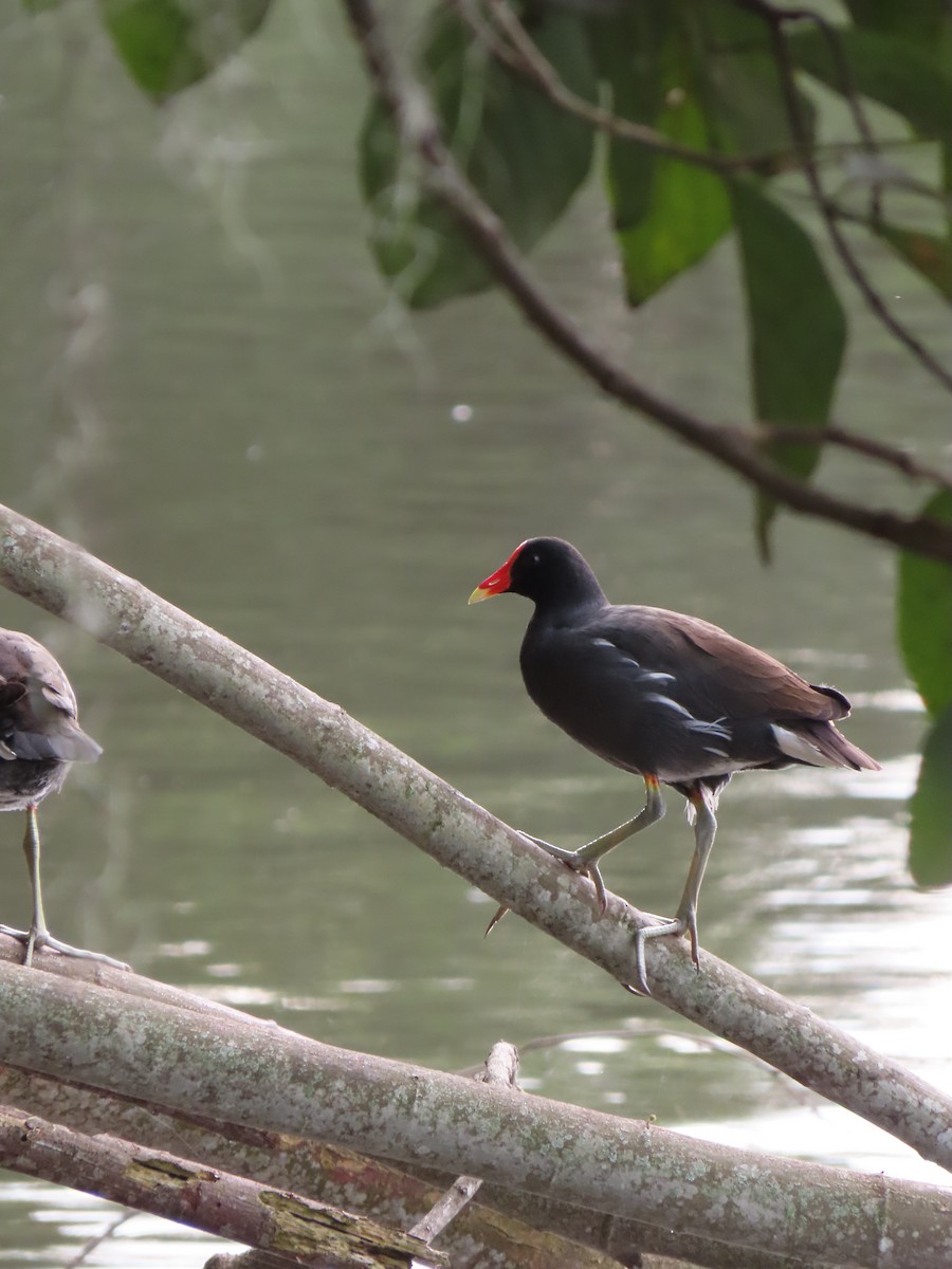 סופית אמריקנית - ML646335320