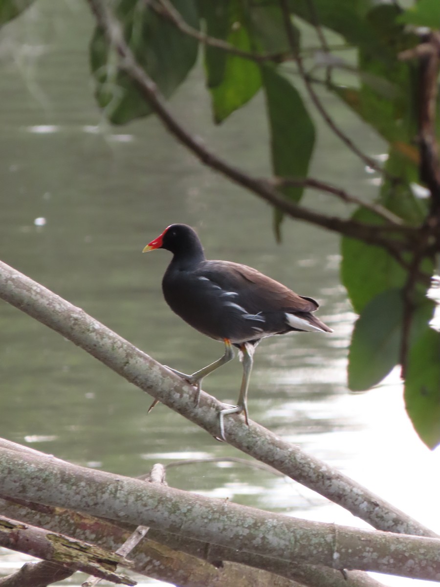סופית אמריקנית - ML646335321