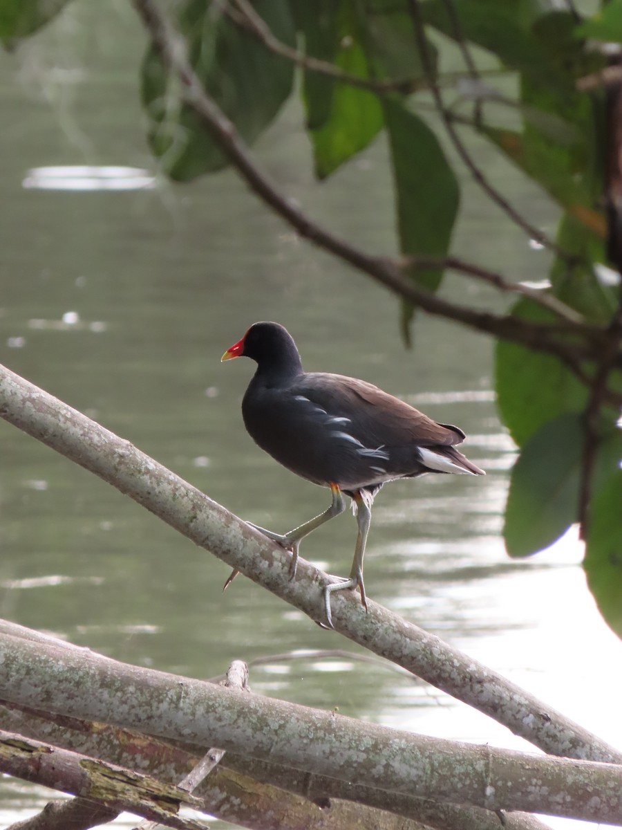 סופית אמריקנית - ML646335322