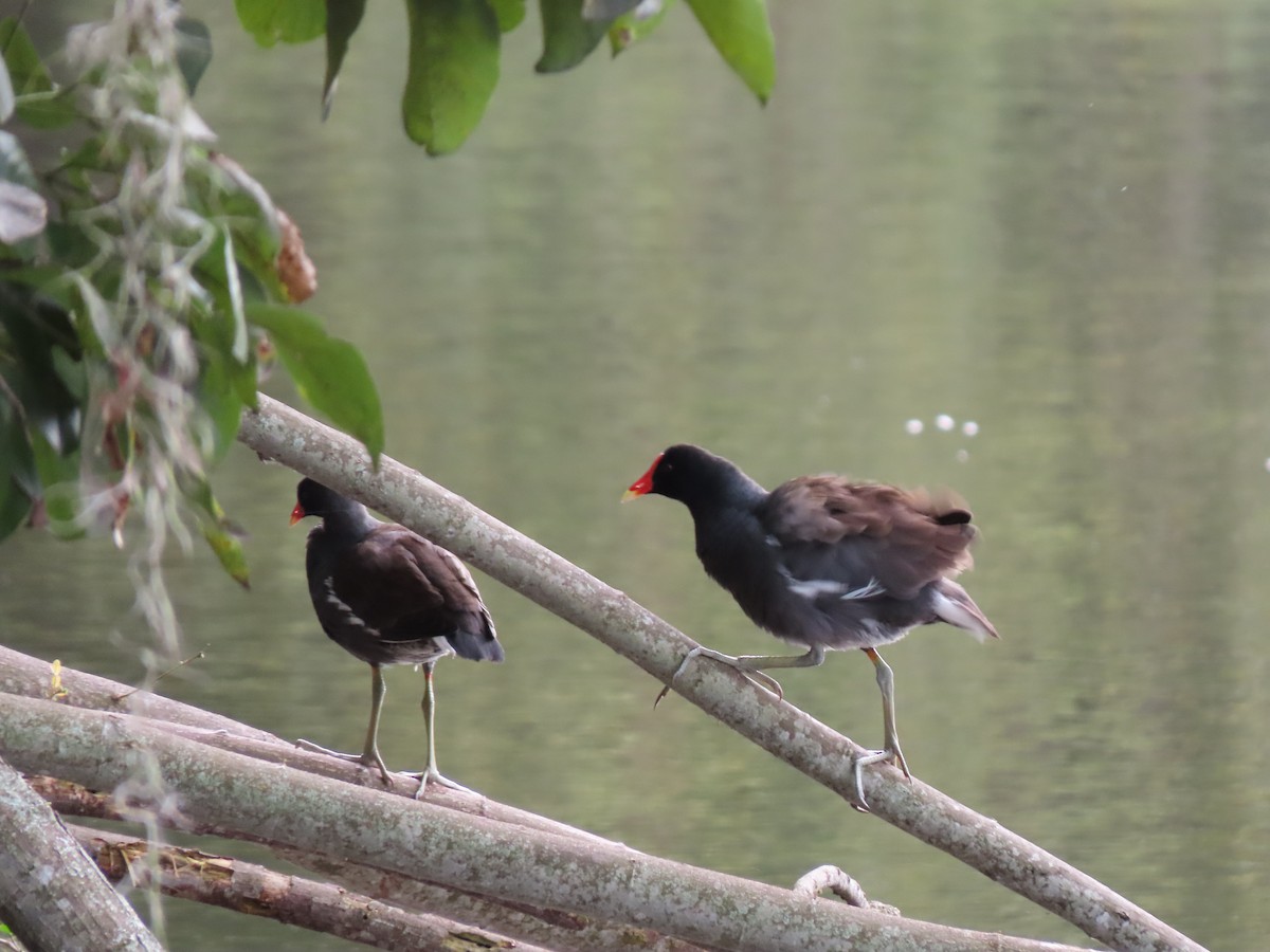 סופית אמריקנית - ML646335323
