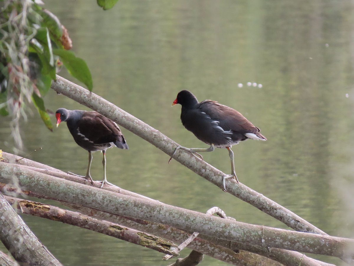 סופית אמריקנית - ML646335324