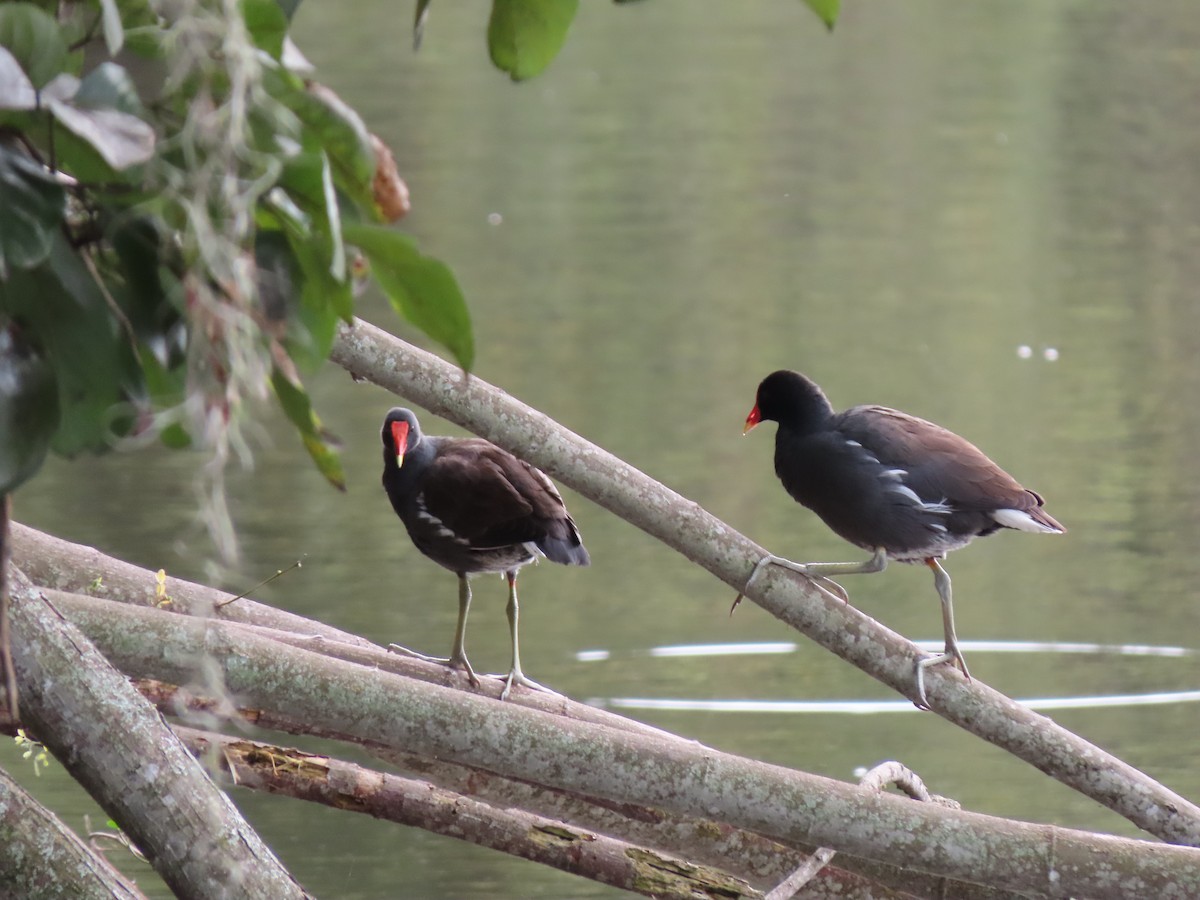סופית אמריקנית - ML646335325