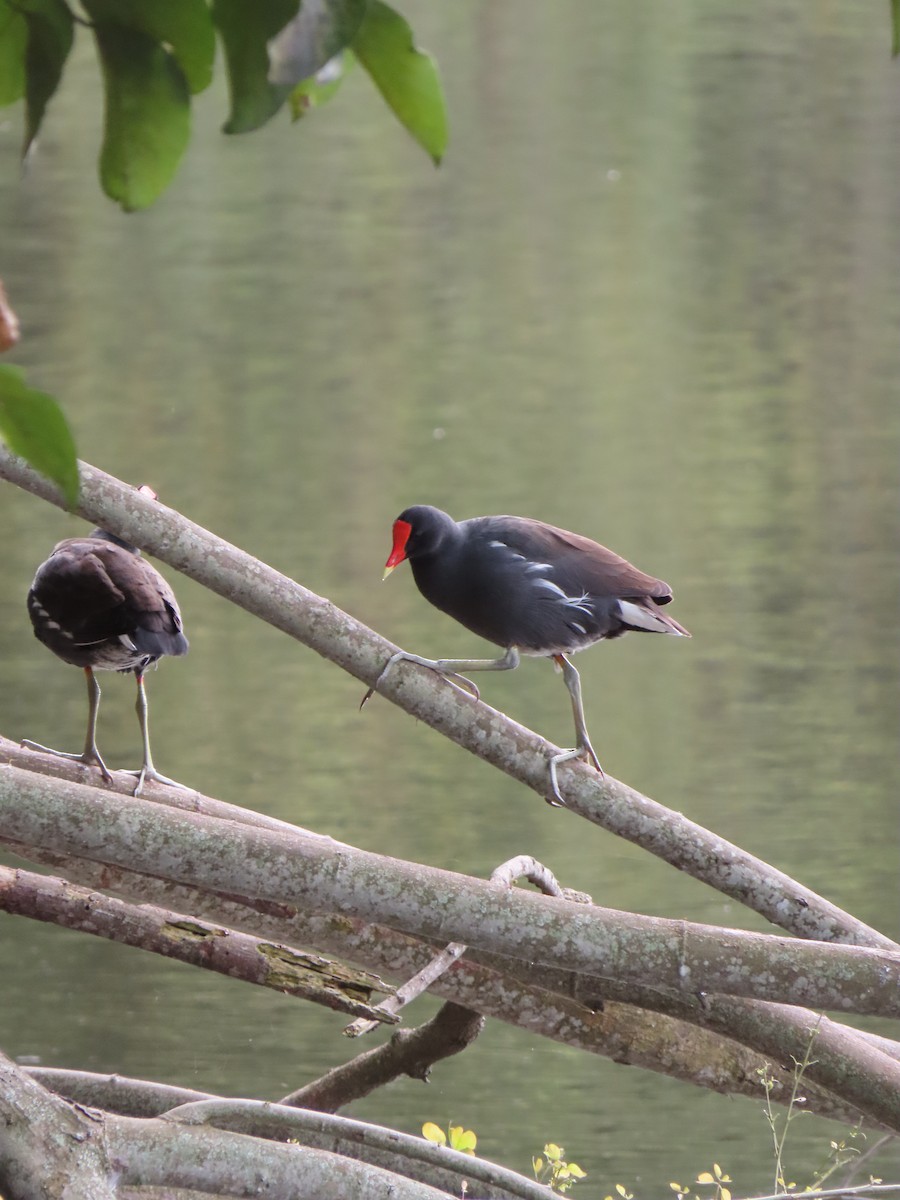 סופית אמריקנית - ML646335326