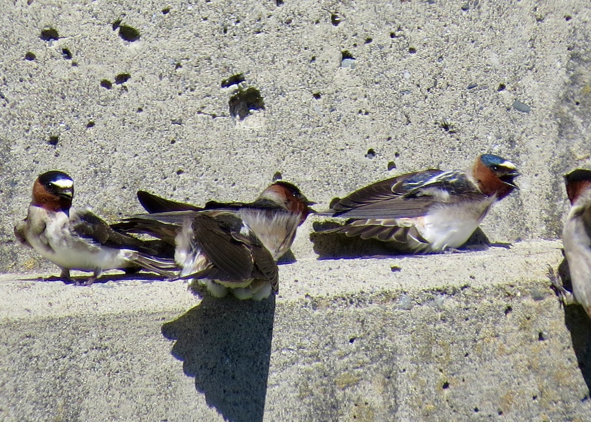 Cliff Swallow - ML646335327