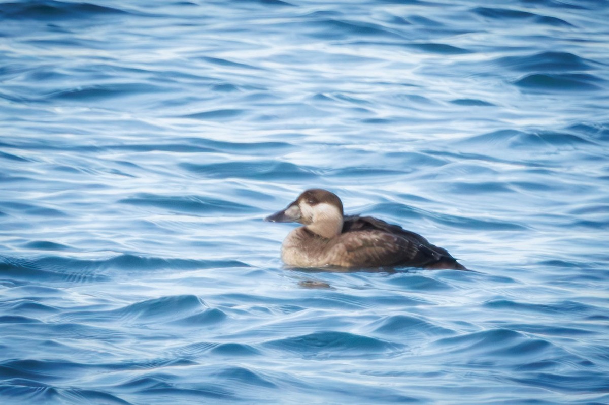 Американская синьга - ML646335330