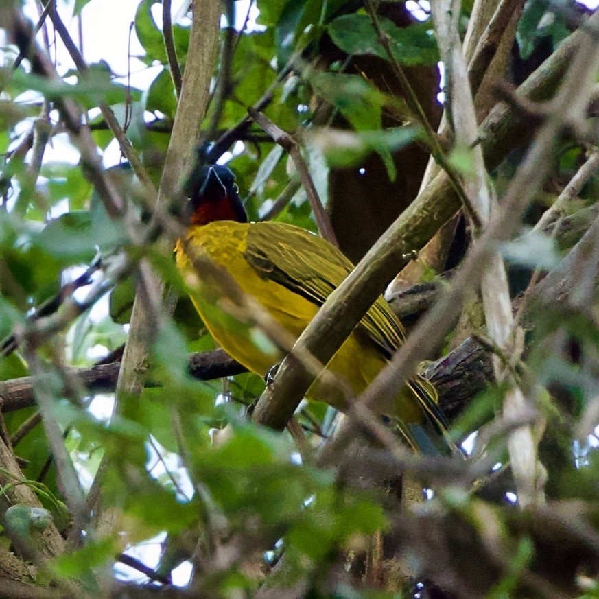 Ruby-throated Bulbul (Yellow-eyed) - ML646335333