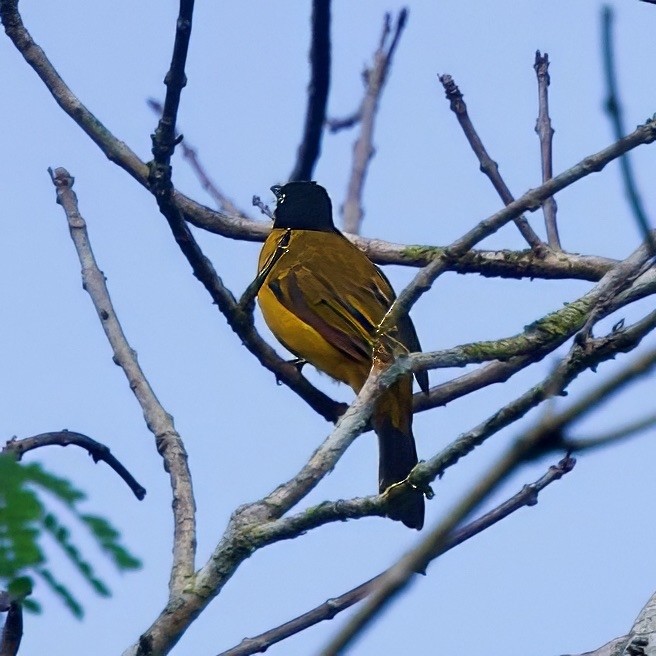 Ruby-throated Bulbul (Yellow-eyed) - ML646335334