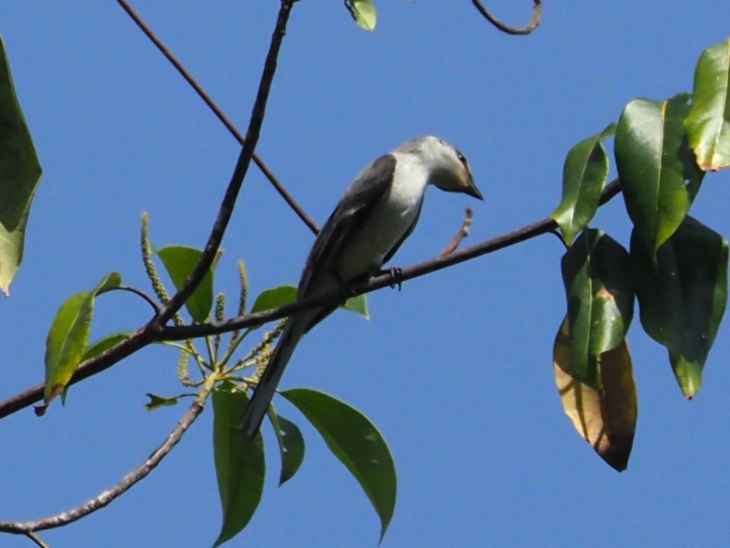 サンショウクイ - ML646335335