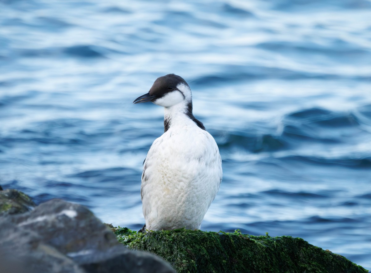 Common Murre - ML646335336