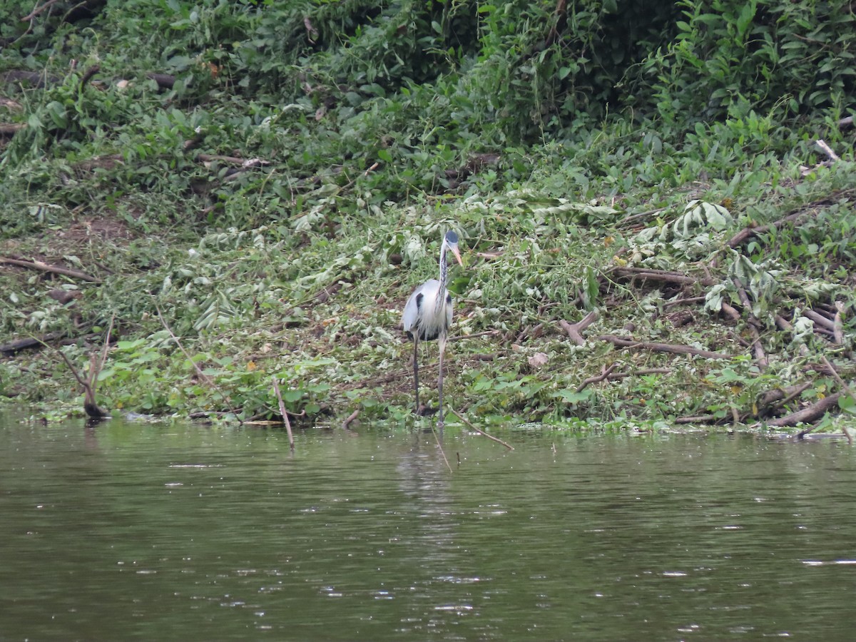 Cocoi Heron - ML646335349