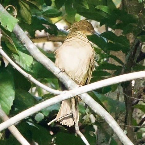 Cream-vented Bulbul - ML646335350