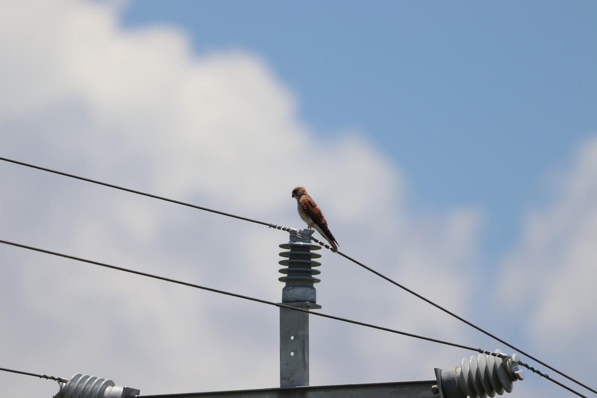 australiafalk - ML646335355