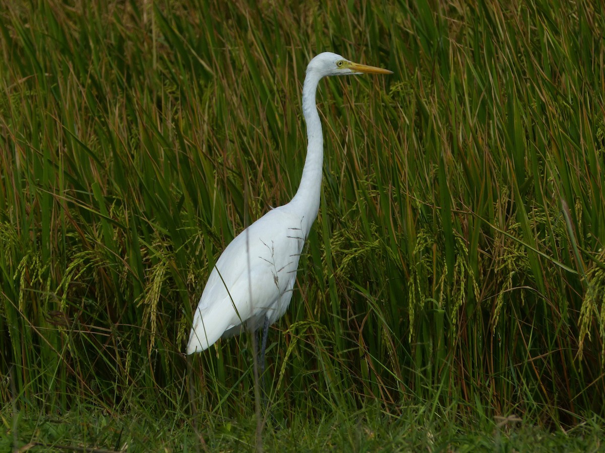 volavka prostřední - ML646335357