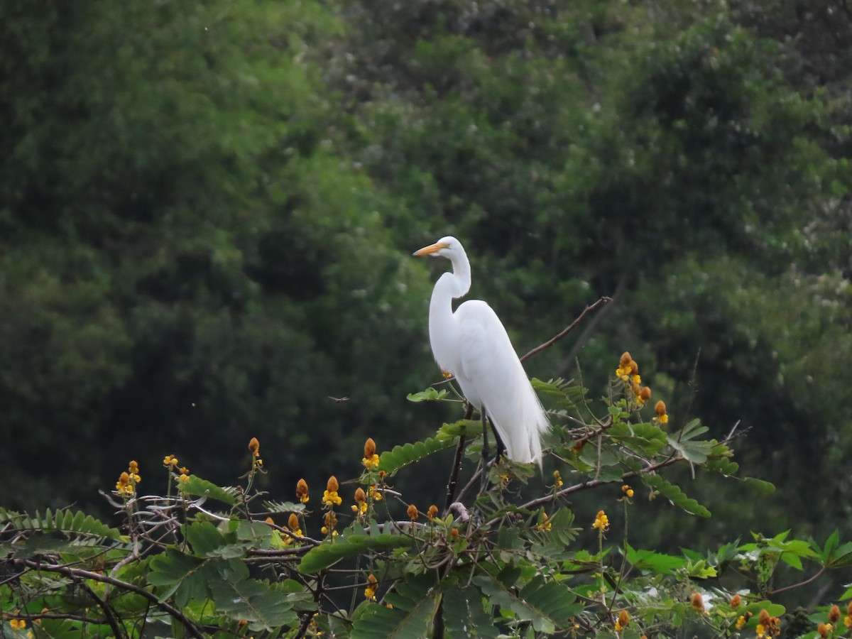 Great Egret - ML646335358